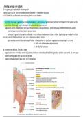 Overzichtelijke samenvatting van alle spieren van Anatomie Locomotorisch stelsel & huid