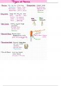 Types of bones, their functions and more 