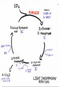 Biology AQA A-Level: Light Independent Reaction simplified