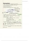 Alevel OCR Biology A notes on Photosynthesis 