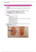 Summary of the Urinary System
