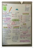 WJEC A Level Biology revision notes unit 3 - A* STUDENT 