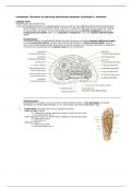 Samenvatting kennistoets Anatomie & Fysiologie 1 LJ2 Blok Orthopedie