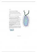 Cell coloring prokaryote assignment 