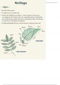 Resumen Botánica e identificación de  monocotiledóneas 