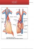 Lecture notes BMedSci of Anatomy on The Heart (ANAT301) 