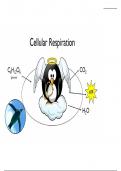 Cellular respiration Gr11 Summary