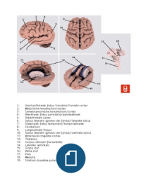 Samenvatting Structuur Hersenen (afbeeldingen met genummerde onderdelen)