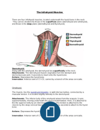 The Infrahyoid Muscles 