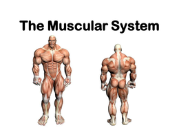 muscula system