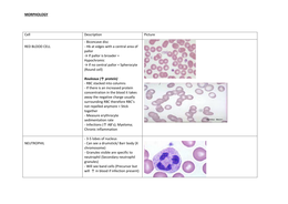 Haematology - Blood cell morphology