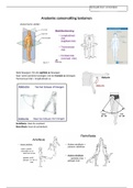 Samenvatting Anatomie Jaar 1 Blok A Fysiotherapie HU