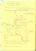 Marieb Respiratory System revision notes