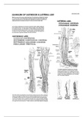 muscles of lower limb