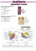 Respiratory System notes