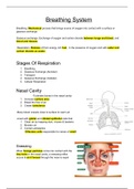 IEB Grade 10 Respiratory System Notes (Consdensed)