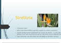 Strelitzia gedigte (IEB) analysis