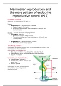 Mammalian reproduction and the male pattern of endocrine reproductive control