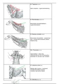 flashcards spieren anatomie van het dier
