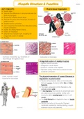 Muscle Structure and Function Notes