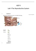 BIOL 2402 A&P II Lab 9- The Reproductive System