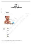 BIOL 2402 A&P II Lab 7 Urinary System