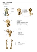 Samenvatting  module 1: BIJ anatomische structuren