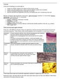 Summary lecture 1: epithelial cells