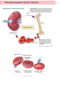 Pharmacology: Drugs affecting the Blood (Anti-Anaemic, Anti-platelets, Anti-Coagulants)