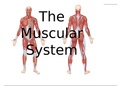 Human Muscular system