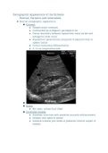 Sonographic Appearance of Kidneys 