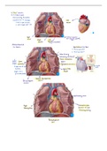 heart anatomy 