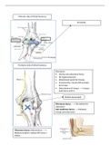 Notes on the Anatomy of the Elbow 