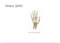 Anatomie: Duidelijke visualisatie osteologie Carpus (pols)