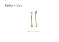 Anatomie: Duidelijke visualisatie osteologie Radius / Ulna