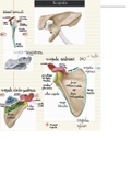  Anatomie: Overzicht osteologie Scapula (schouderblad)