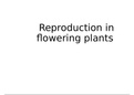 Life sciences Gr12 IEB: Reproduction in flowering plants