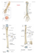 Revision notes on anatomy of upper/lower limbs and back