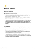 Anatomy of the Nerves of the Pelvis