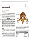 Detailed anatomy note of spinal chord