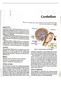 Detailed note of anatomy of cerebellum with images