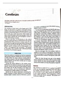 Detailed anatomy note of cerebrum with images