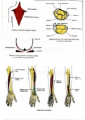Detailed images and markings of upperlimb