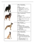 Flashcards honden (foto's met uitleg) - rassenleer 