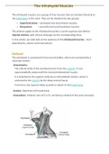 The Infrahyoid Muscles - Attachments
