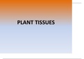 PowerPoint on Plant tissue 