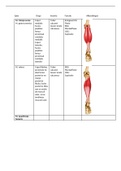 De anatomie en functies van de spieren