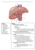 Anatomie lever + fysiologie (deel 1)