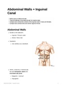 Anatomy of the Abdominal Walls